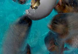 Piranhas designed with 3D ANIMATION and RIG for Bank of Cyprus Picture 3